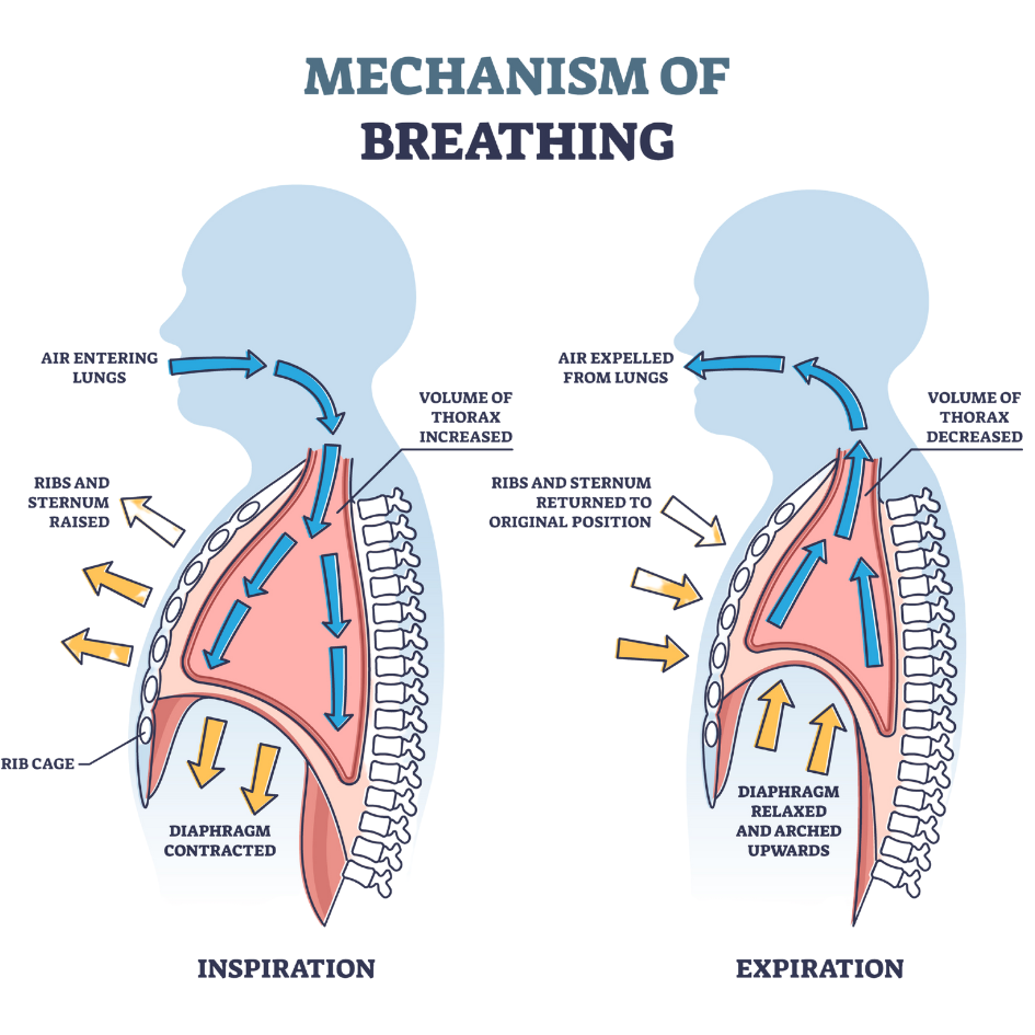 breathing breathing