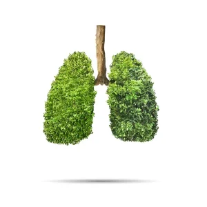 lungs breath